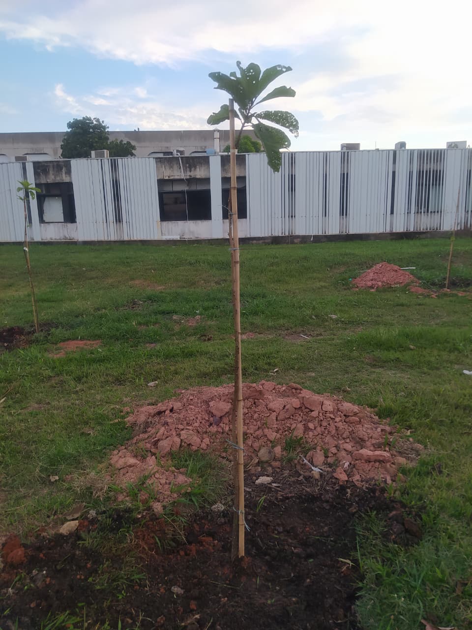 plantio UENF 27-05-26.jpeg